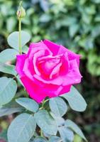 rosa fresca foto