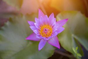 flor de lótus e plantas de flores de lótus foto