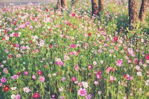 jardim de flores cosmos rosa e vermelho e foco suave foto