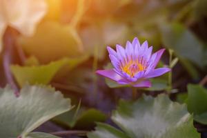 flor de lótus e plantas de flores de lótus foto