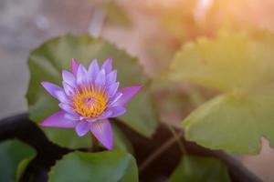 flor de lótus e plantas de flores de lótus foto