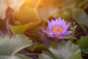 flor de lótus e plantas de flores de lótus foto