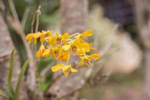 orquídea flores beleza na natureza foto