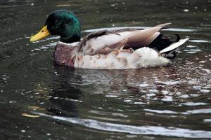 um close-up de um pato-real foto