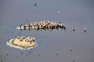 uma visão de um pelicano no Quênia foto