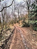 uma vista da zona rural de cheshire em peckforton hills foto