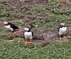 um close-up de um papagaio-do-mar nas ilhas farne foto