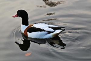 um close-up de um shelduck foto