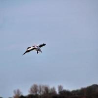 um close-up de um shelduck foto