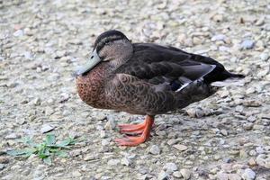 um close-up de um pato-real foto