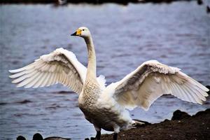 um close-up de um cisne whooper na água foto