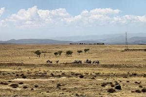 uma vista do campo do Quênia a caminho de kimilili foto
