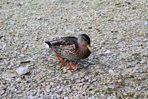 um close-up de um pato-real foto