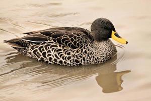 um close-up de um pato de bico amarelo foto