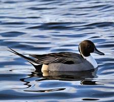 uma vista de um pato pintail foto