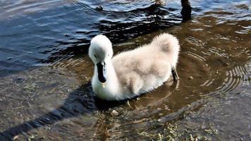 uma visão de um cisne mudo foto