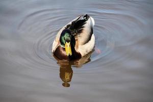 um close-up de um pato-real foto