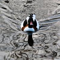 um close-up de um shelduck foto