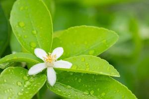 flores de limão, flor de limão na árvore entre folhas verdes fundo desfocado. foto