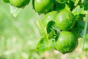 frutas frescas de limão verde penduradas em galho no jardim de limoeiros e conceito de comida saudável, grupo de limão, macro foto