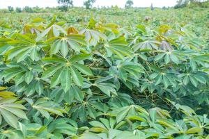 a mandioca, nos campos de mandioca na estação chuvosa, tem verdura e frescor. mostra a fertilidade do solo, folha de mandioca verde foto