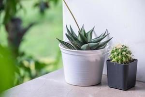 plantas de casa verdes cacto suculento aloe vera, gasteria duval, pilea depressa, parodia warasii, ficus foto