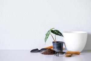 touro alocasia sanderiana ou planta alocasia em vasos com plantadores, turfa, solo, pedras, cerâmica branca na mesa e fundo de parede branca. foto