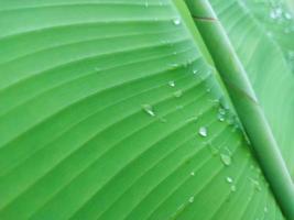 folhas de bananeira. gotas de água. concentre-se nas gotas de água nas folhas de bananeira. foto