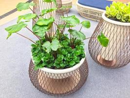 planta de árvore verde em belos vasos naturalmente, colocasia esculenta foto