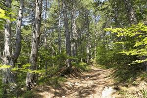 trilha ecológica na reserva da montanha da Crimeia. uma estrada feita de barro e pedras entre as árvores do pinheiro da Crimeia. foto