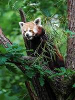 panda vermelho na árvore foto