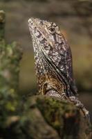 o lagarto de pescoço franzido foto