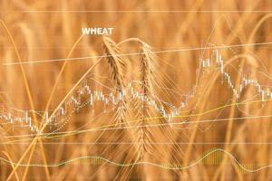 gráficos de queda da produção e aumento dos preços do grão de trigo. o conceito de produção reduzida, escassez de cereais. cotações de ações. no contexto de um campo de trigo com espigas de trigo. foto