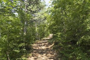 trilha ecológica na reserva da montanha da Crimeia. uma estrada feita de barro e pedras entre as árvores do pinheiro da Crimeia. foto