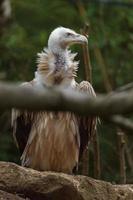 grifo eurasiano no zoológico foto