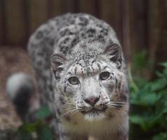 retrato de leopardo da neve foto