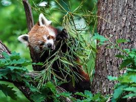 panda vermelho na árvore foto