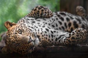 leopardo do sri lankan foto