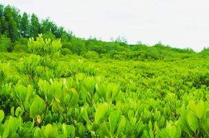 o campo de mangue. fundo natural da árvore, campo de mangue dourado tung prong thong na província de rayong, tailândia foto