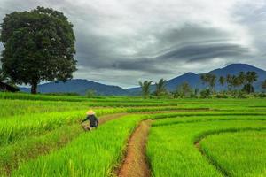 agricultores pastando nos campos de arroz pela manhã foto