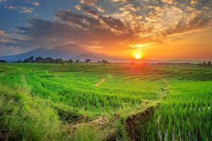 vista panorâmica do campo com campos de arroz verde pela manhã foto