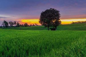 panorama da luz da manhã e céu claro sobre campos de arroz verde na vila de kemumu, indonésia foto