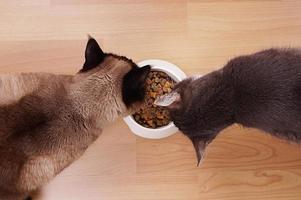 gatos com tigela de alimentação foto