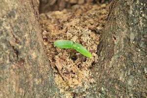 pequena árvore está crescendo em uma árvore que uma pequena árvore que cresce a partir do conceito de tronco-parasita-forte e desenvolvimento. conceito de adaptação, nova vida, tamanho da paisagem foto