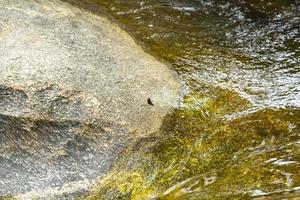superfície na cachoeira e libélulas estão agarradas à superfície e os pedregulhos são pedregulhos de granito marrom claro vistos ao longo do caminho da água que flui nas cataratas. foto