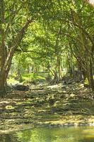 arcos de árvores naturais e rochas formam um caminho que leva a uma cachoeira natural. é uma bela floresta a montante na estação seca. com vista para as rochas e árvores pendentes. foto