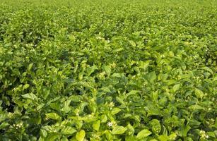 os jasmins crescem e florescem brancos nos jardins dos agricultores plantados para venda e enviados por comerciantes de flores para serem transformados em vários tipos de produtos, como guirlandas foto