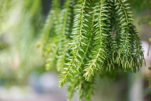 árvore e folha verde com desfoque de fundo. foto