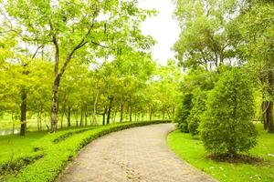 a paisagem e as árvores alinham o jardim tailândia foto