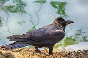 corvo está ao lado da lagoa foto